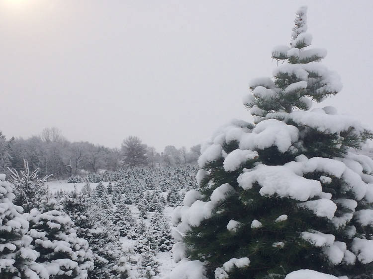 Oney’s Tree Farm