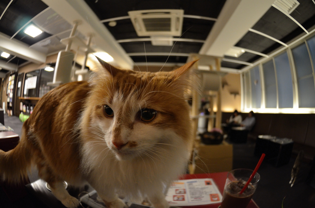 Meow about that a Bristol  cat  cafe  is opening soon