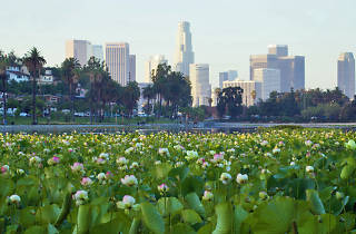 Lotus Festival | Things to do in Los Angeles