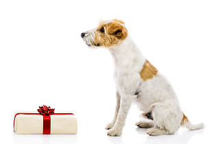 Regalos Para Mascotas Navidad Regalos De De Mascotas Regalos De Navidad Para MVqLSGUpz