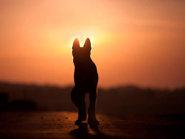 Guía para superar la muerte de tu mascota Guía para superar la muerte de tu mascota