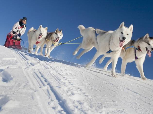 Dogsled racing Saignelégier Dogsled racing Saignelégier