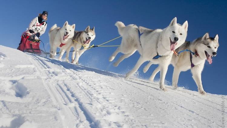 Dogsled racing Saignelégier