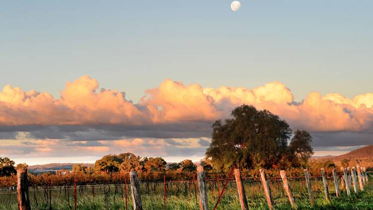 A shot of a wine vineyard at Mudgee at dusk.