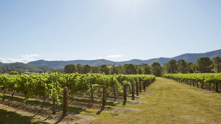 The best wineries in the Hunter Valley: A scenic shot of wine vineyards at a winery in the Hunter Vallery