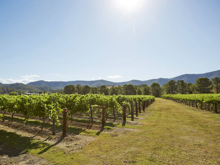 The best wineries in the Hunter Valley: A scenic shot of wine vineyards at a winery in the Hunter Vallery