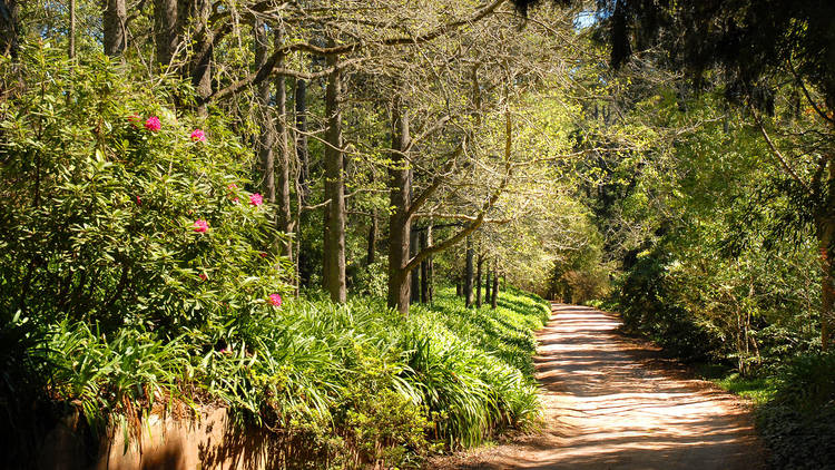 A shot of a narrow dirt road in Bowral snaking through plants an