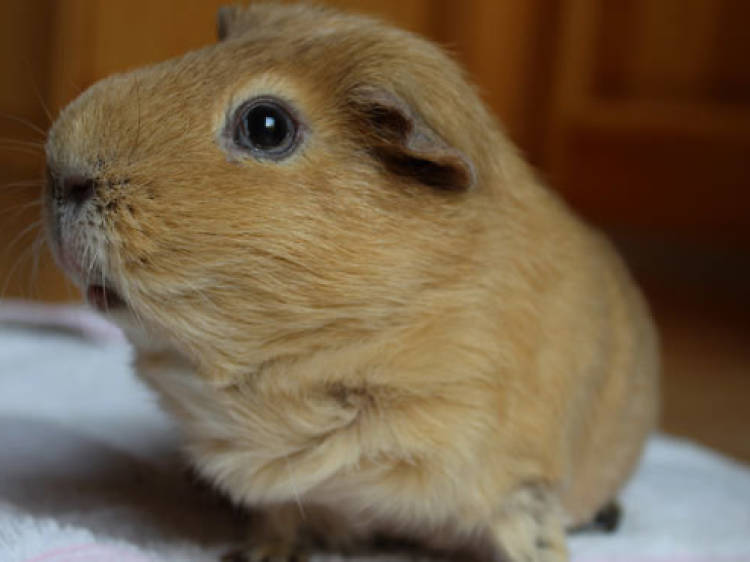 You're not allowed to have just one guinea pig