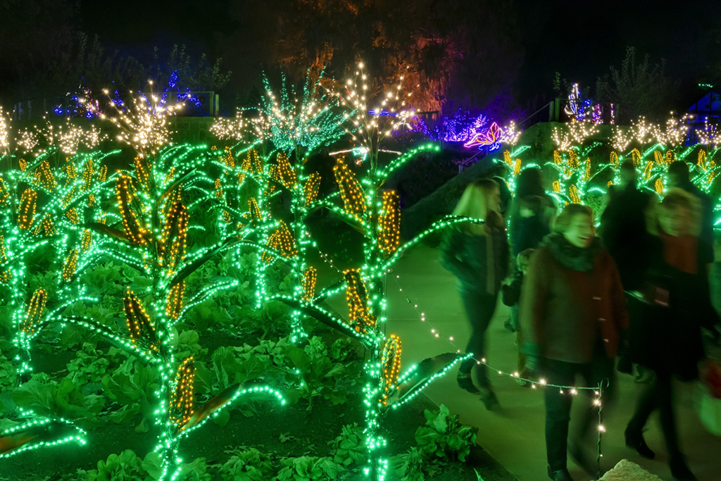 Boston Botanical Garden Lights - Cincinnati Holiday Light Displays