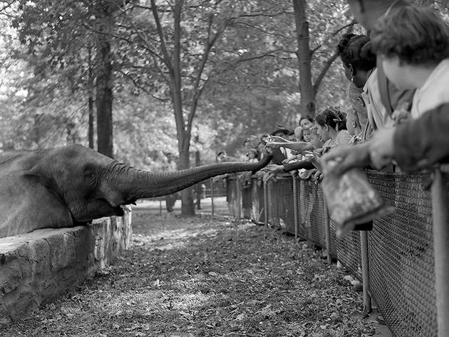 Feeding the Elephant, Bronx Zoo Frank Oscar Larson NY ELEPHANT