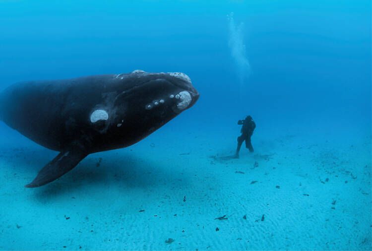 Brian Skerry