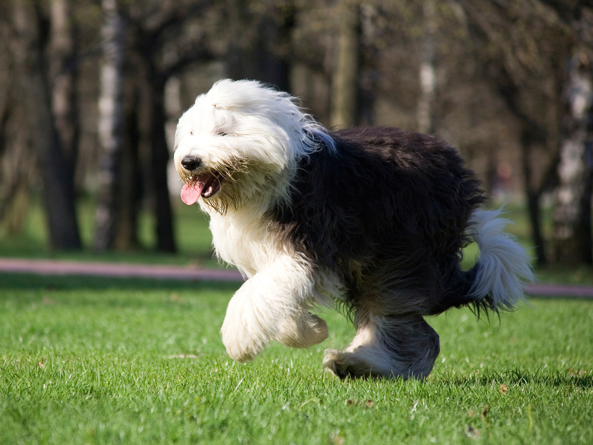 Cachorros bobtail, antiguo pastor ingles, pastor ovejero