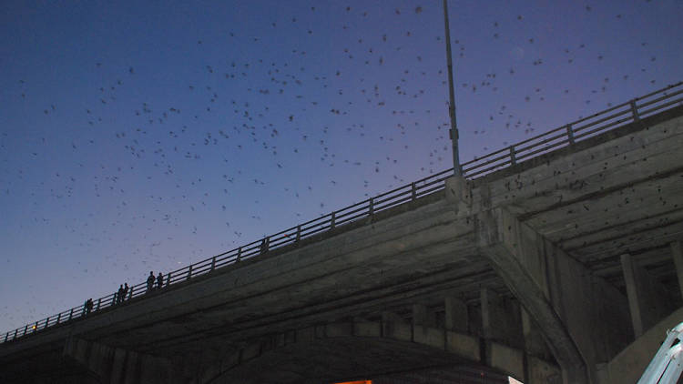 Austin bats