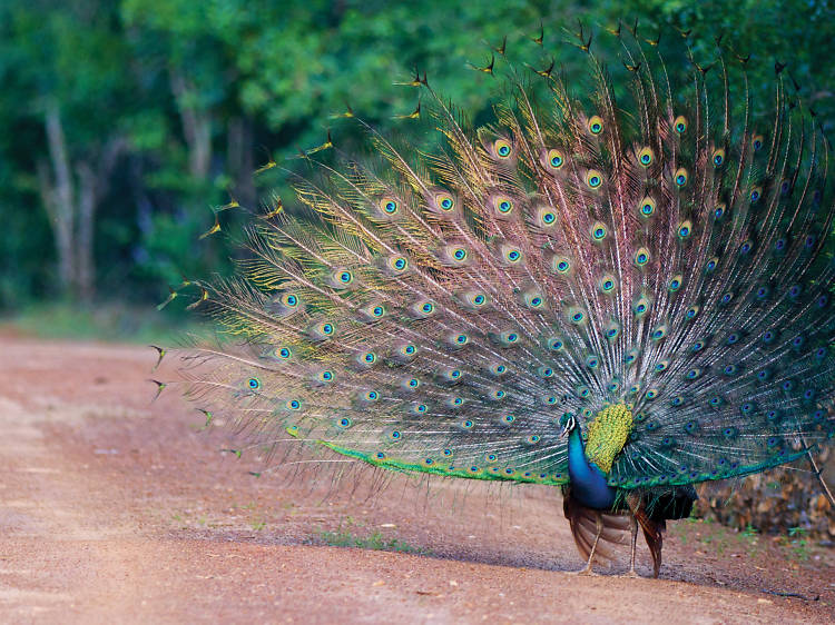 Indulge in bird watching; Visit Bundala