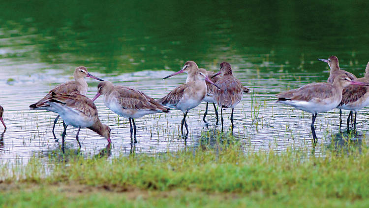 Indulge in bird watching; Visit Bundala