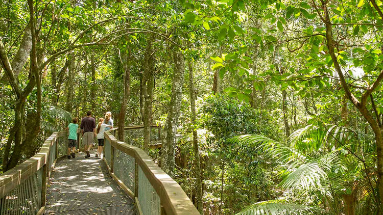 A shot of the boardwalk surrounded by tall trees at Sea Acres Rainforest Centre