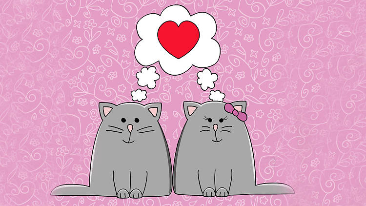 cats, love, couple, dating