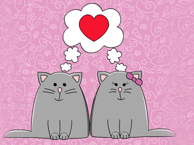 cats, love, couple, dating