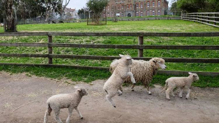 Collingwood Children's Farm