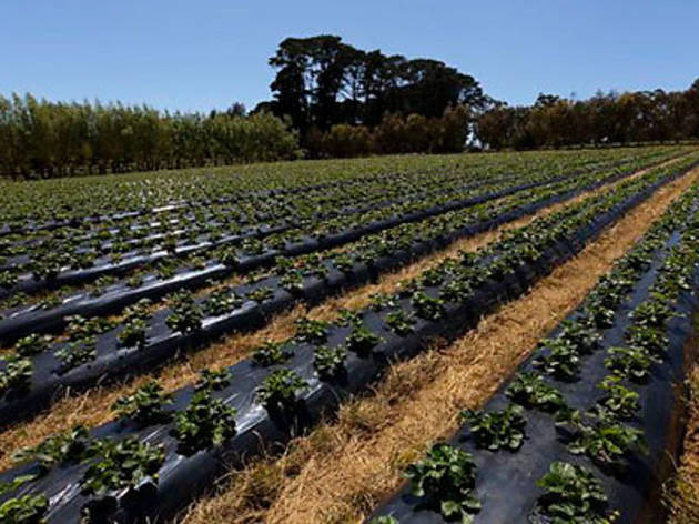 Sunny Ridge Strawberry Farm Sunny Ridge Strawberry Farm
