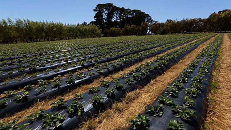 Sunny Ridge Strawberry Farm