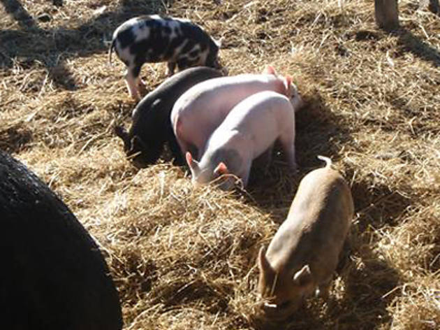Animal Land Children's Farm Animal Land Children's Farm