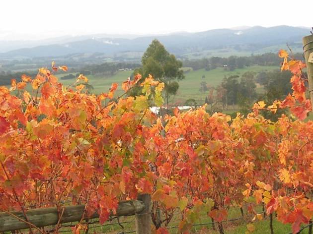 Brandy Creek Wines & View Café Brandy Creek Wines & View Café