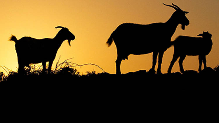 Tallarook Goat Farm