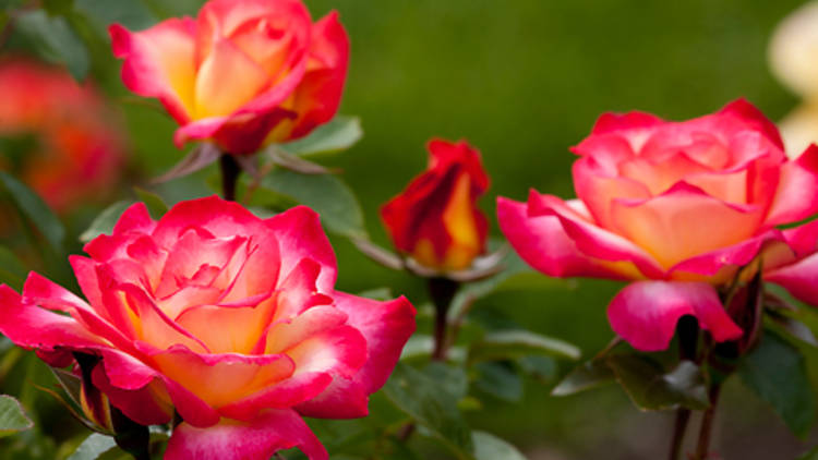 South Melbourne Market: Florists