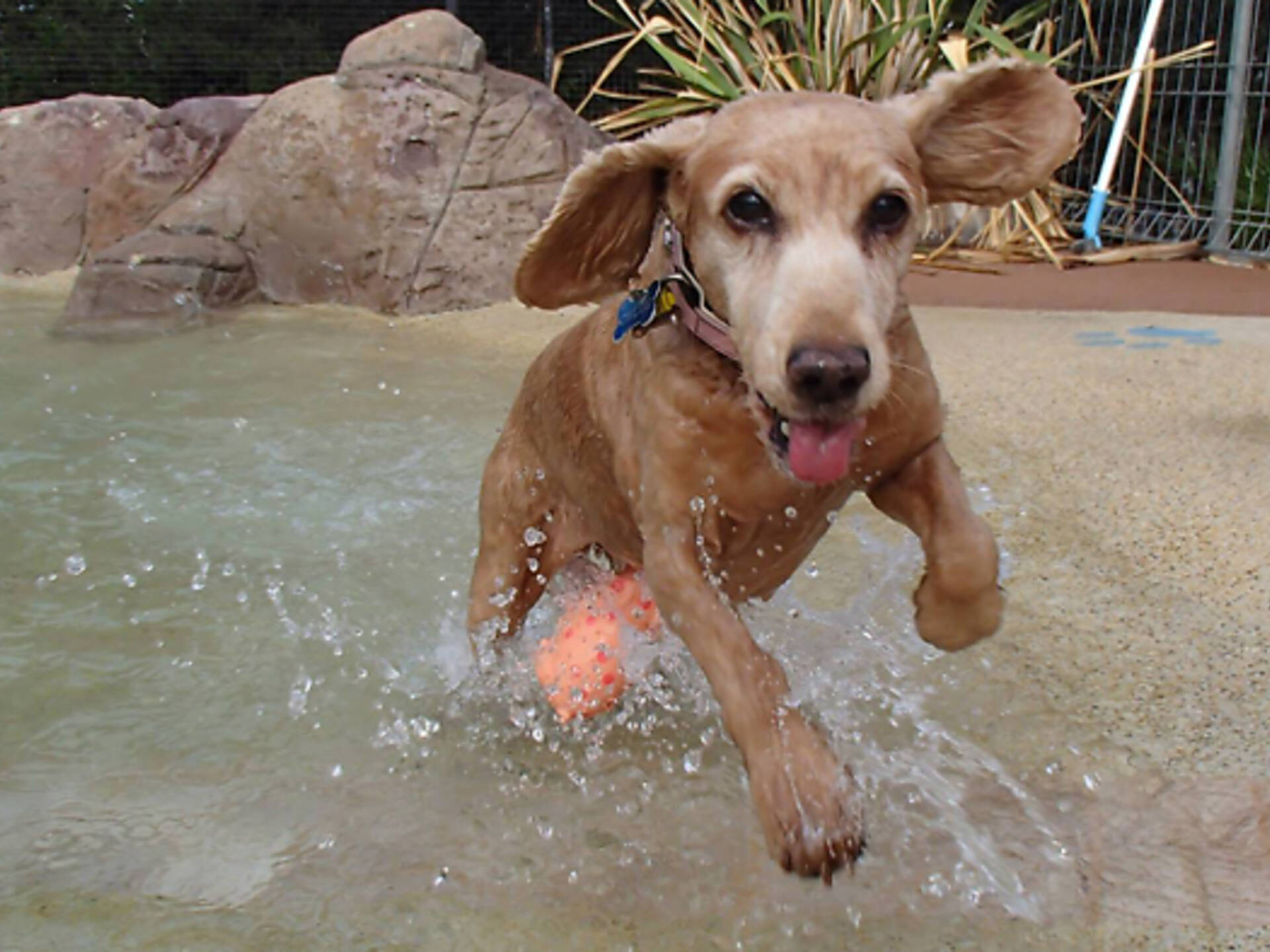 The best dog boarding kennels in Melbourne