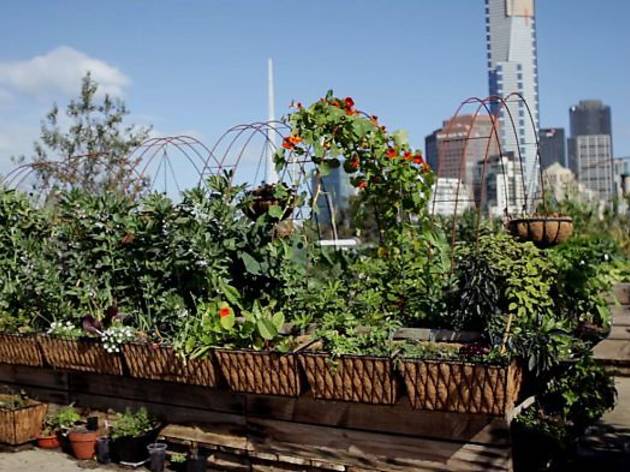 The Little Veggie Patch Co Nursery The Little Veggie Patch Co