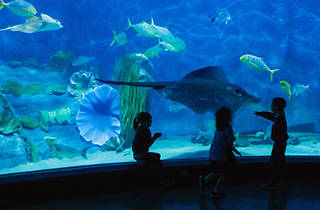 SEA LIFE Melbourne Aquarium | Museums in Melbourne, Melbourne