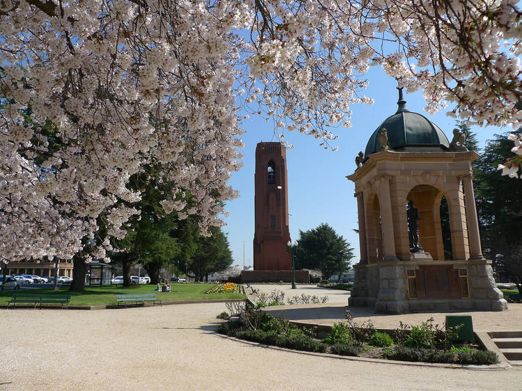 Cherry blossoms flower over Bathurst's town centre