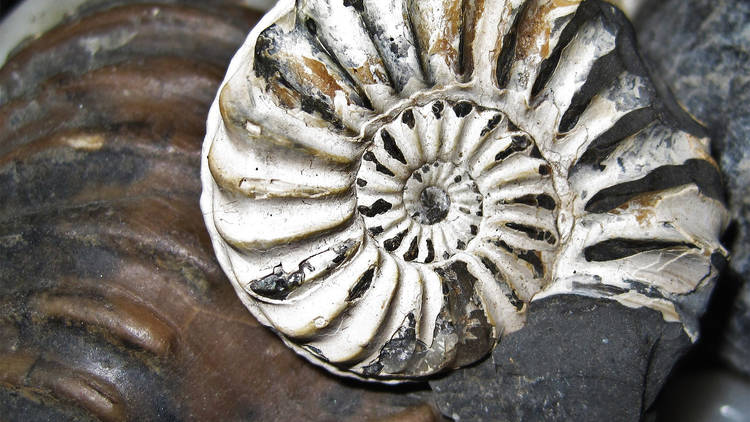 A shell-shaped fossil