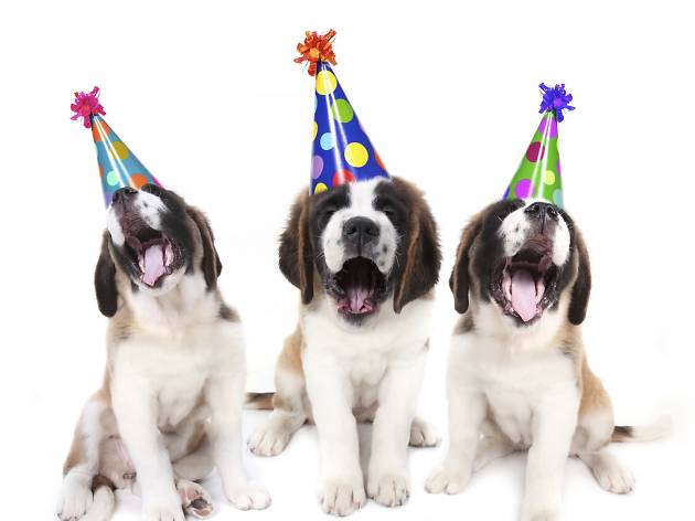 Celebra el cumpleaños de tu mascota Celebra el cumpleaños de tu mascota
