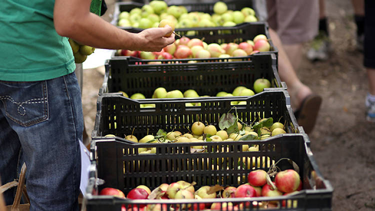 Carlton Farmers' Market