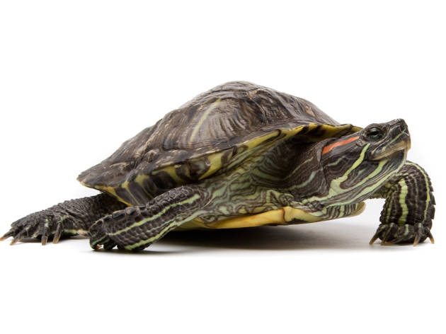 Tortuga de orejas rojas Tortuga de orejas rojas