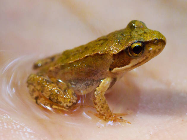 Rana acuatica Rana acuatica