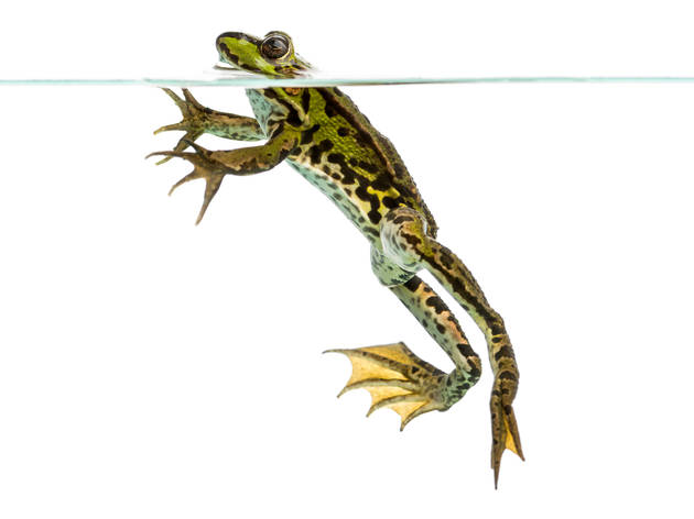 Rana acuática Rana acuática