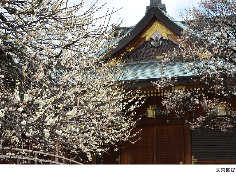 文京梅まつり