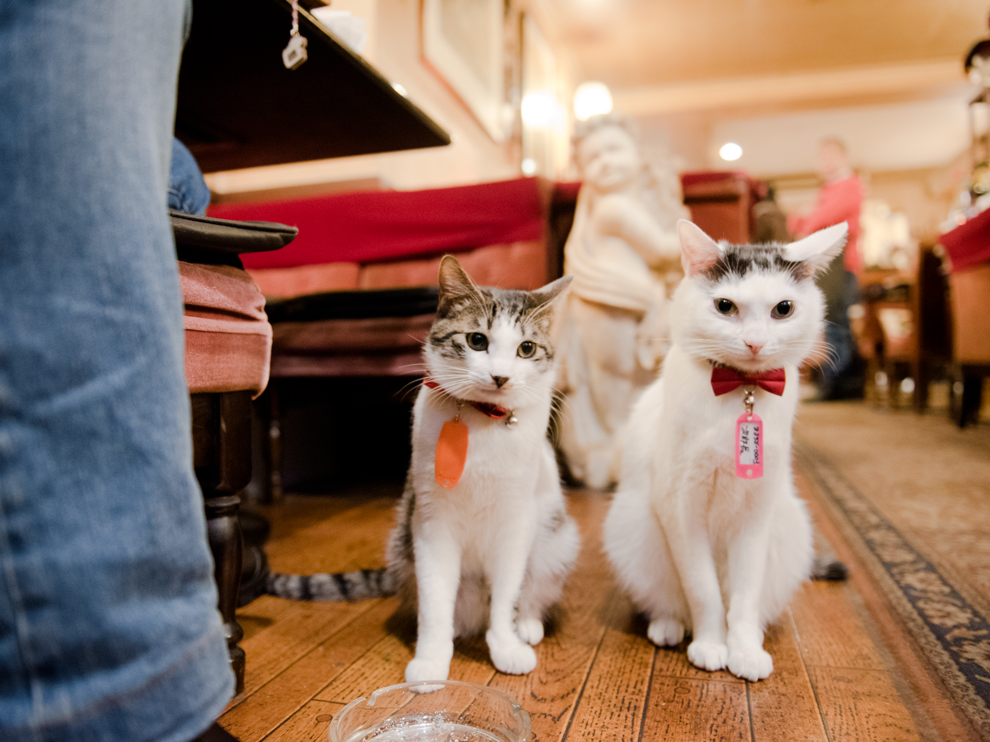 Public cat. Tokyo Cat Guardian.