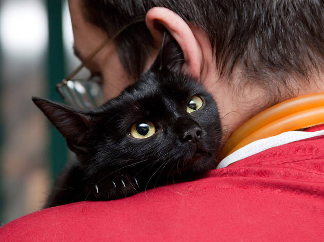 Gato Campaña de esterilización para perros y gatos