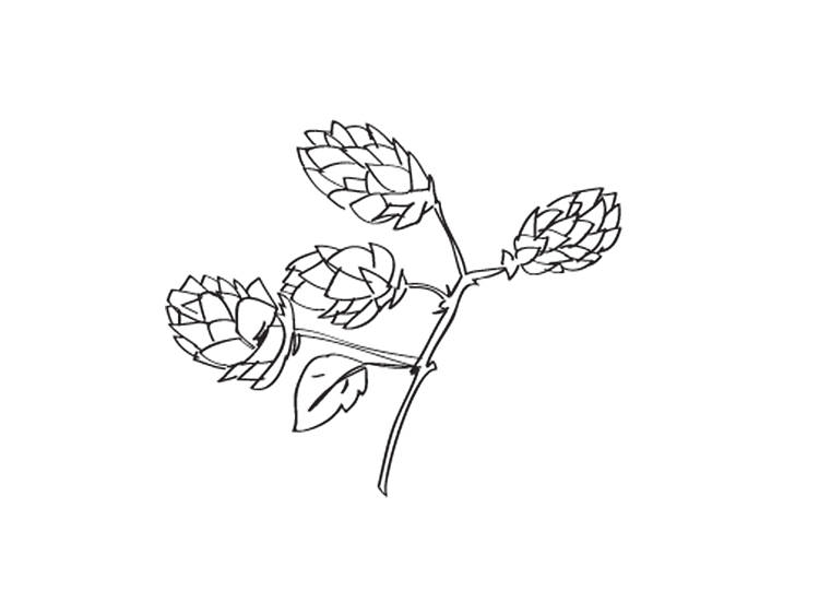 Hops illustration