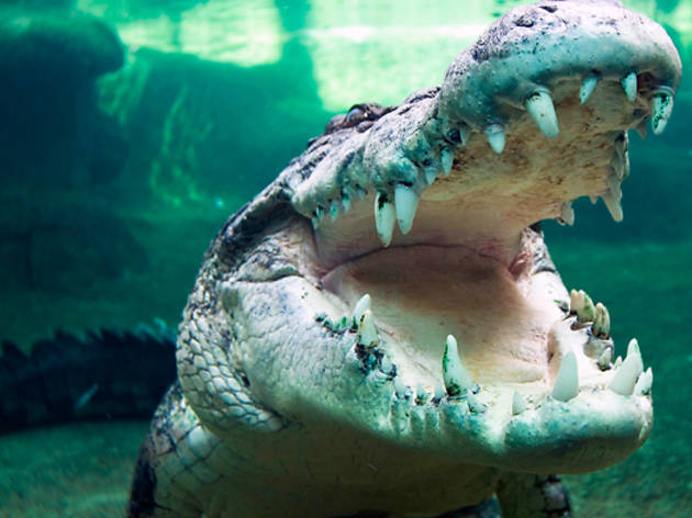 Wild Life Sydney Zoo Wild Life Sydney Zoo