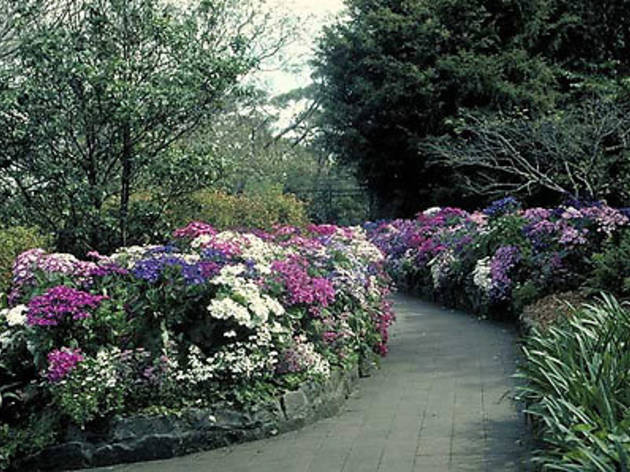 EG Waterhouse National Camelia Gardens EG Waterhouse National Camelia Gardens
