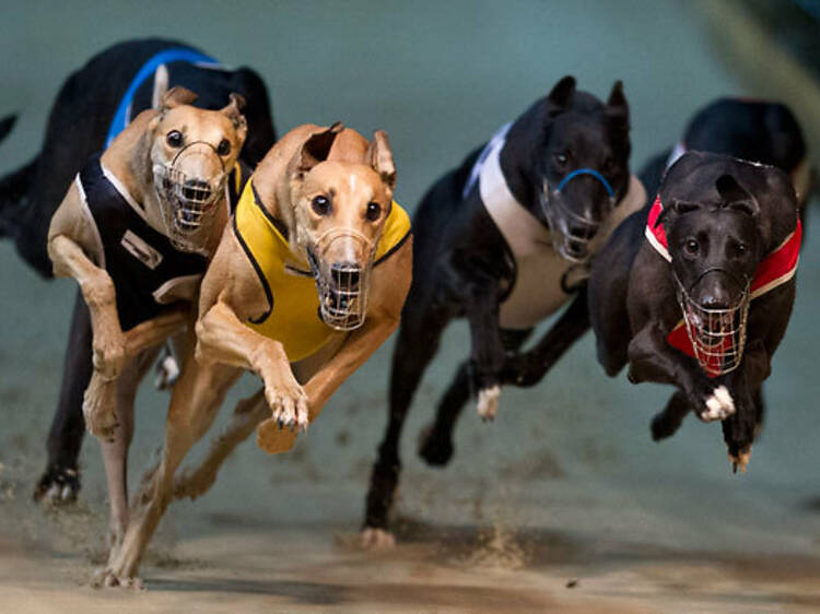 Wentworth Park Greyhounds