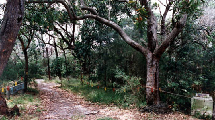 Kelly's Bush Reserve