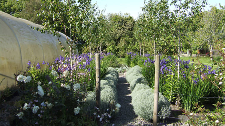 Glebe Community Garden