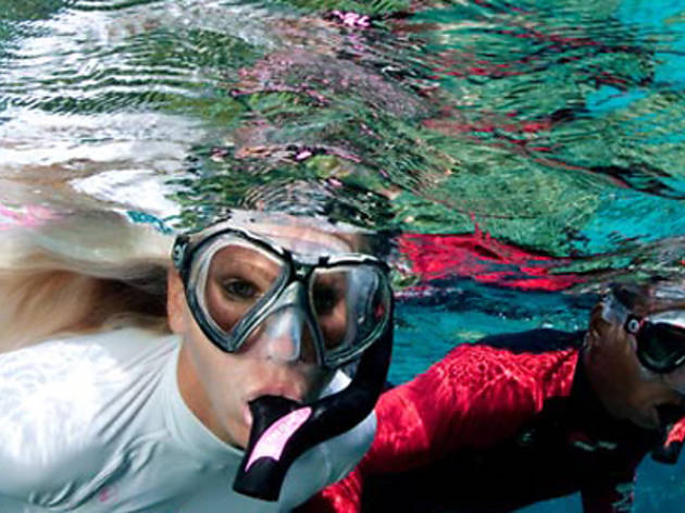 Snorkel Safari Snorkel Safari