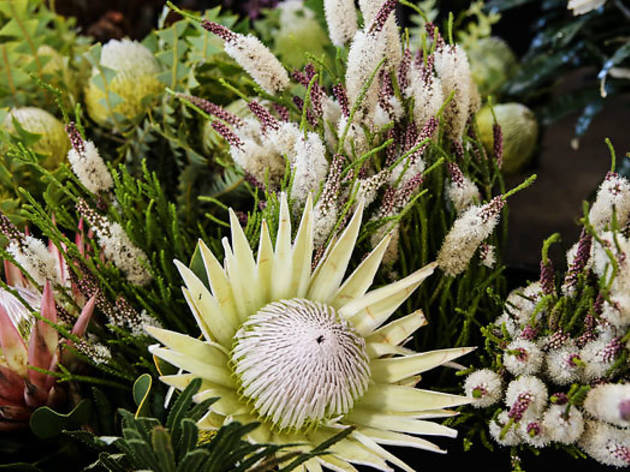 Seed Flora Seed Flora